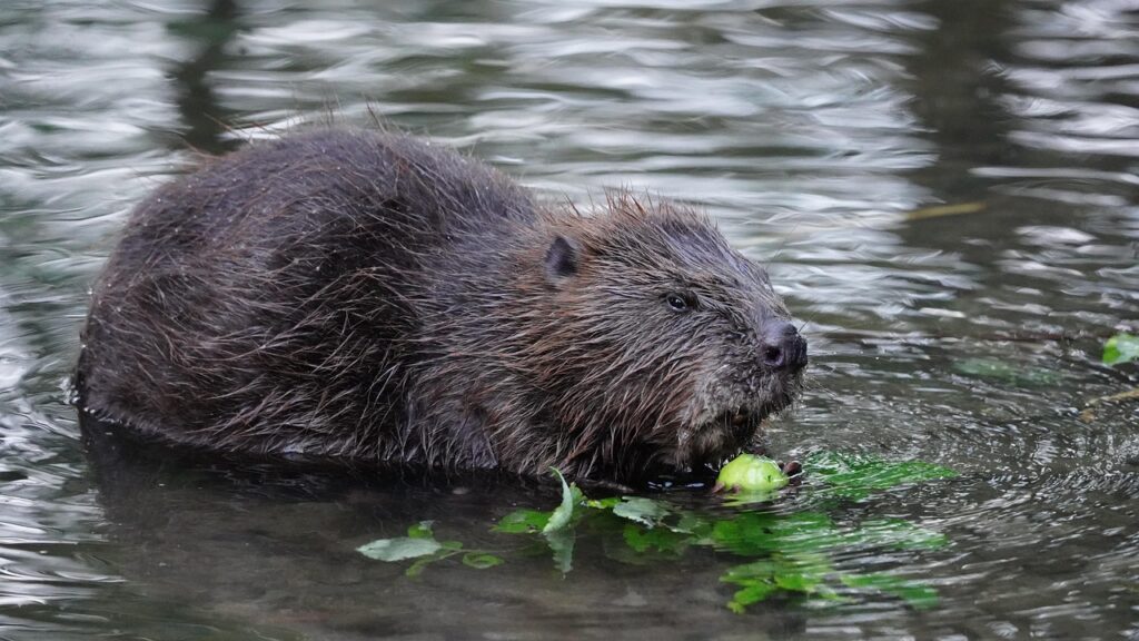 Biber in einem Teich