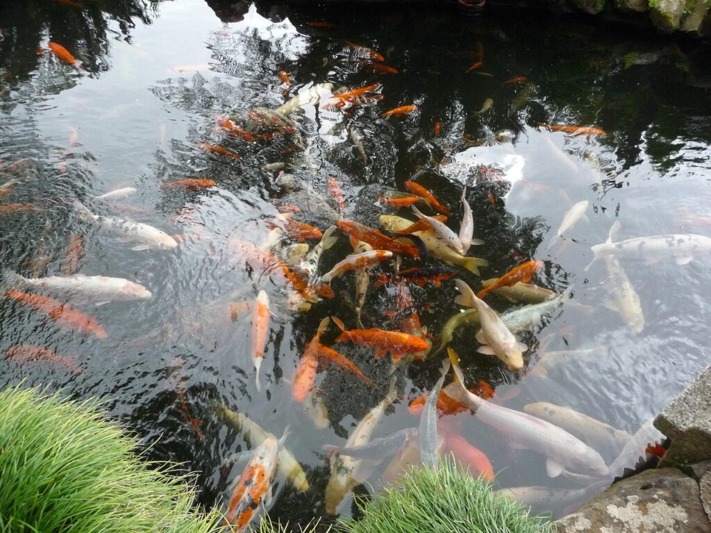 Kois in einem Teich See