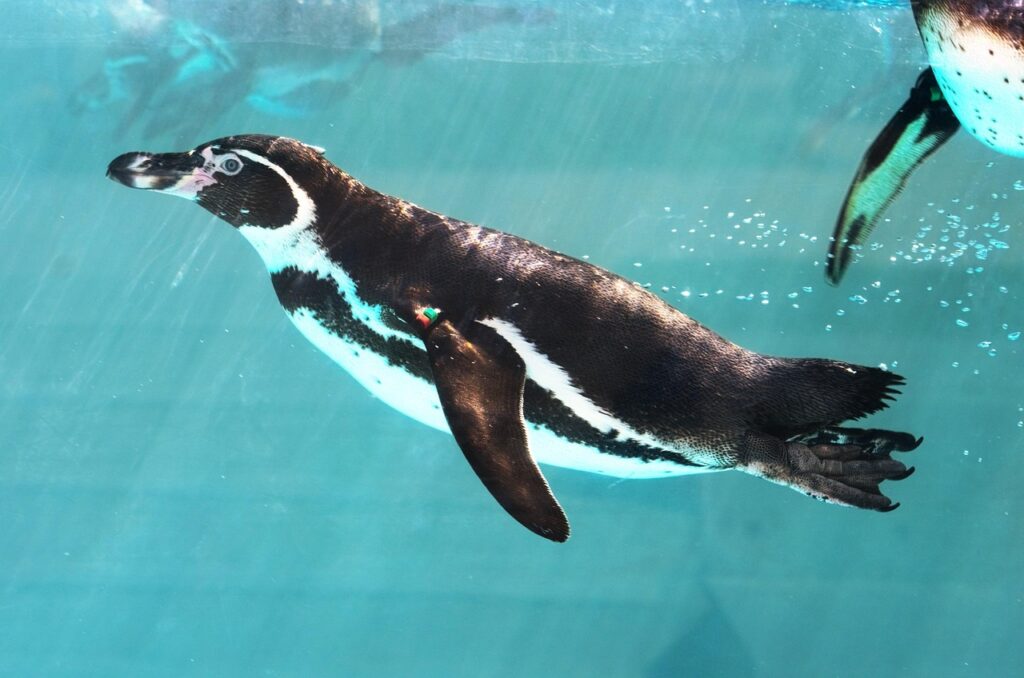 Ein Pinguin schwimmt im Wasser